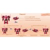 Трансформер "Мегароид Васпер" Monkart Young Toys 330010 Трансформер "Мегароид Васпер" Monkart Young Toys 330010